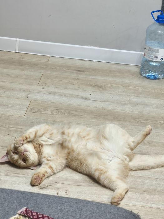 Короткошорстный британец