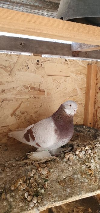 Голуби бойные и декоративные