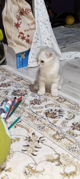 Шиншилла котенок