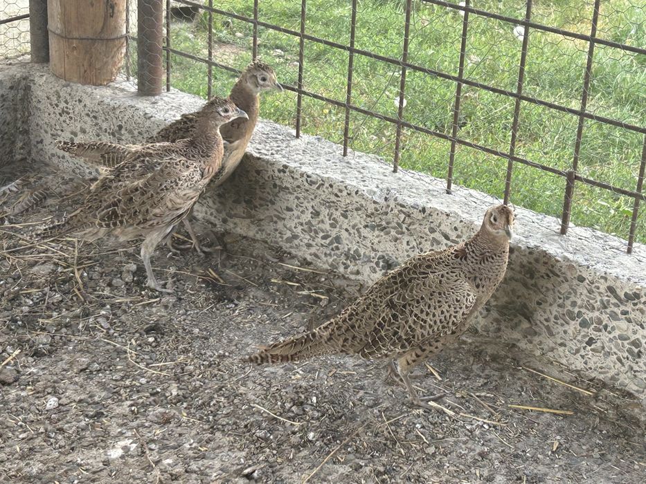 Fazani culuare comuna