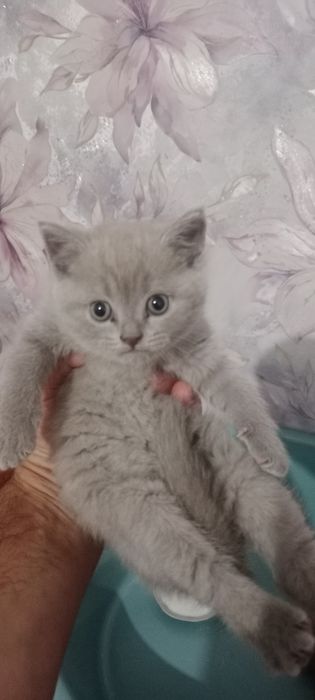 Продаётся кошка с котятами. Скоттиш Фолд