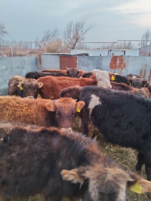 Продам молодых бычков