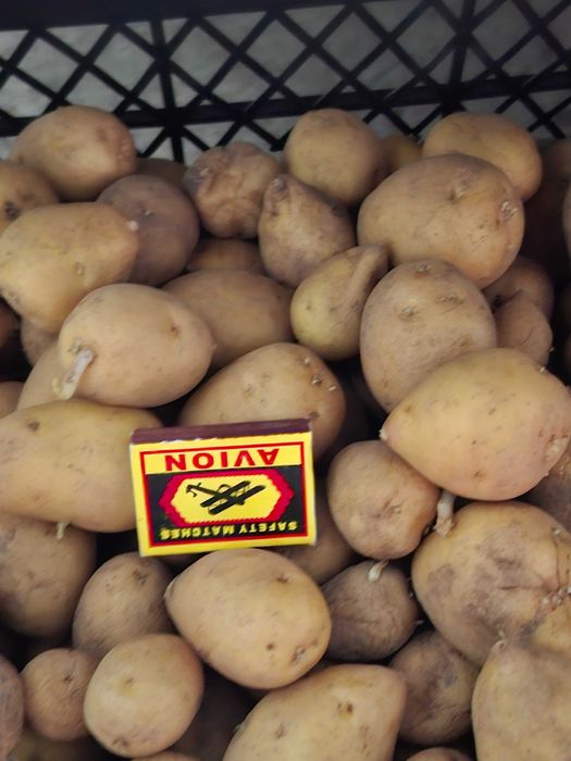 Продам картофель мелкий