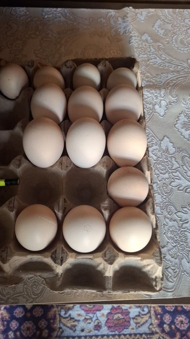 дакан, бойцов шамо