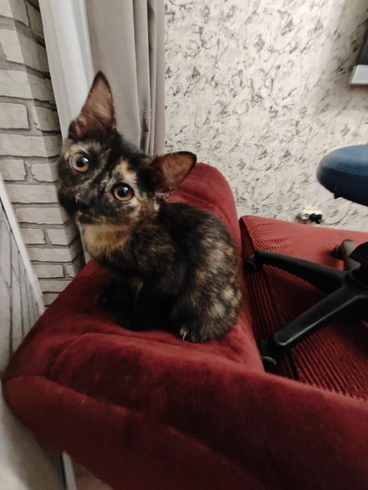 Котята, подкидыши