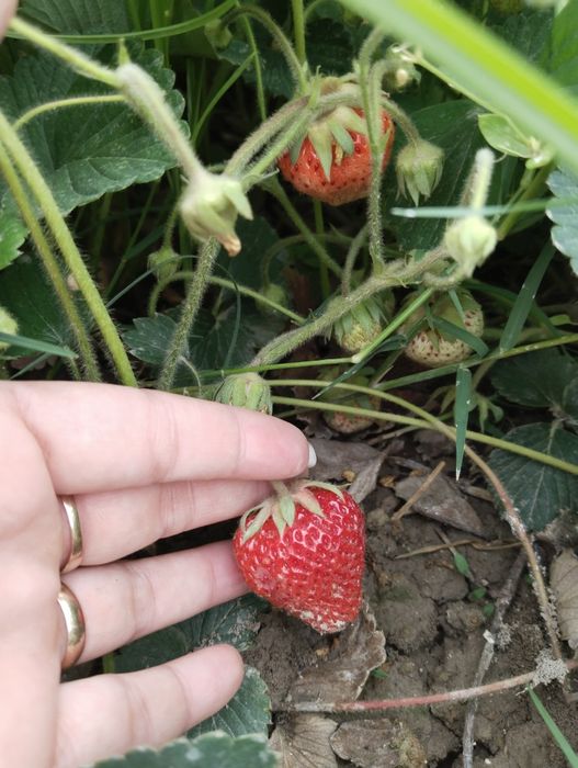 Кулпынай кошет. Дикий виноград