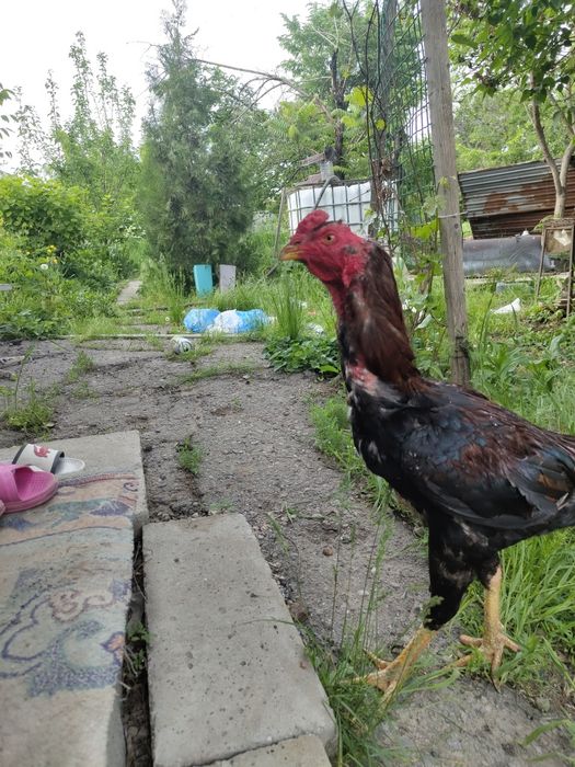 Продам петуха дакана дерзкий