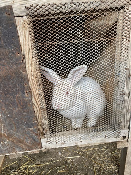 4тауық 1қораз сатылады