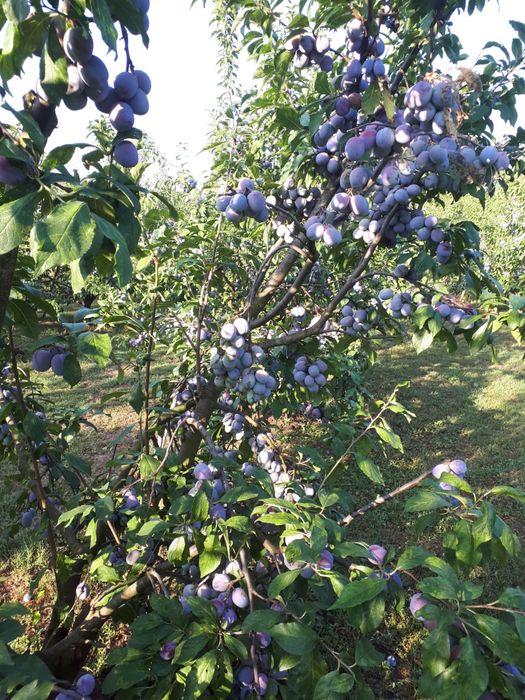 Prune anaspet pentru tuica