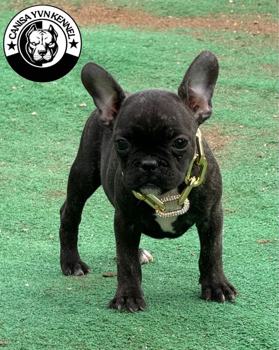 Femela buldog francez