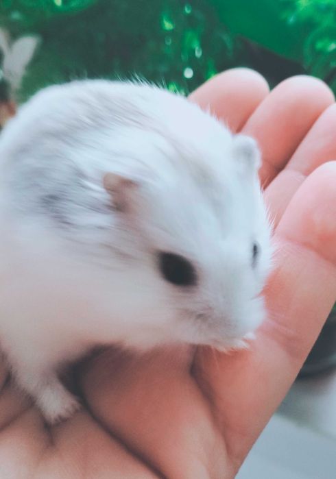 Hamsteri albi foarte deosebiți și cuminți micuți și cuminți