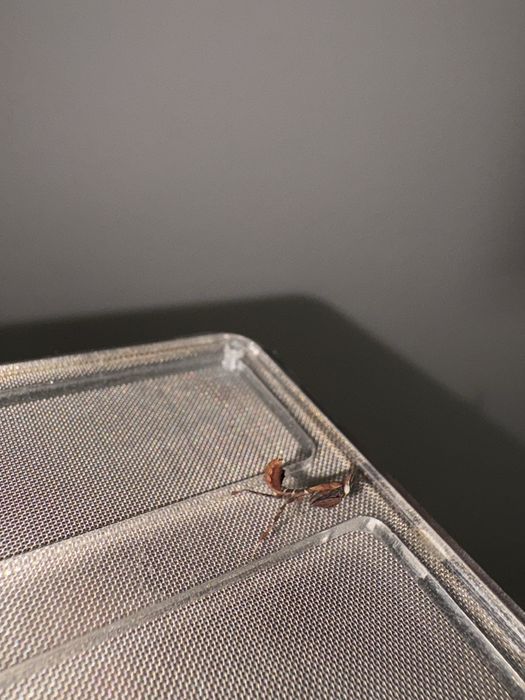 Nimfa 1 cm Insecta exotica calugarita fantoma rarã ( terariu / hrana ) o experienta de conectare cu natura La cerere avem si alte specii