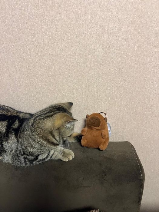 Породистая кошечка в добрые руки