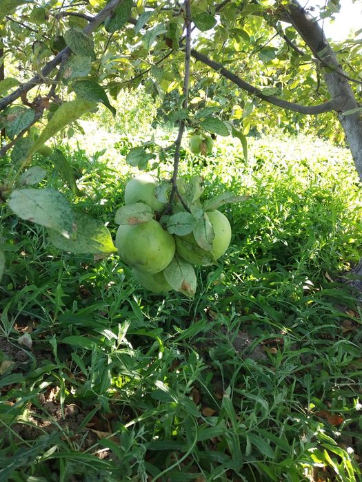 Продаётся дача 17,5 соток