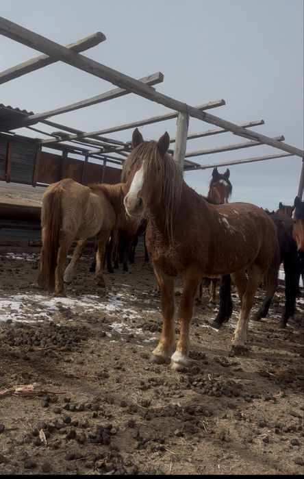 Айғыр 7жасар Тяж