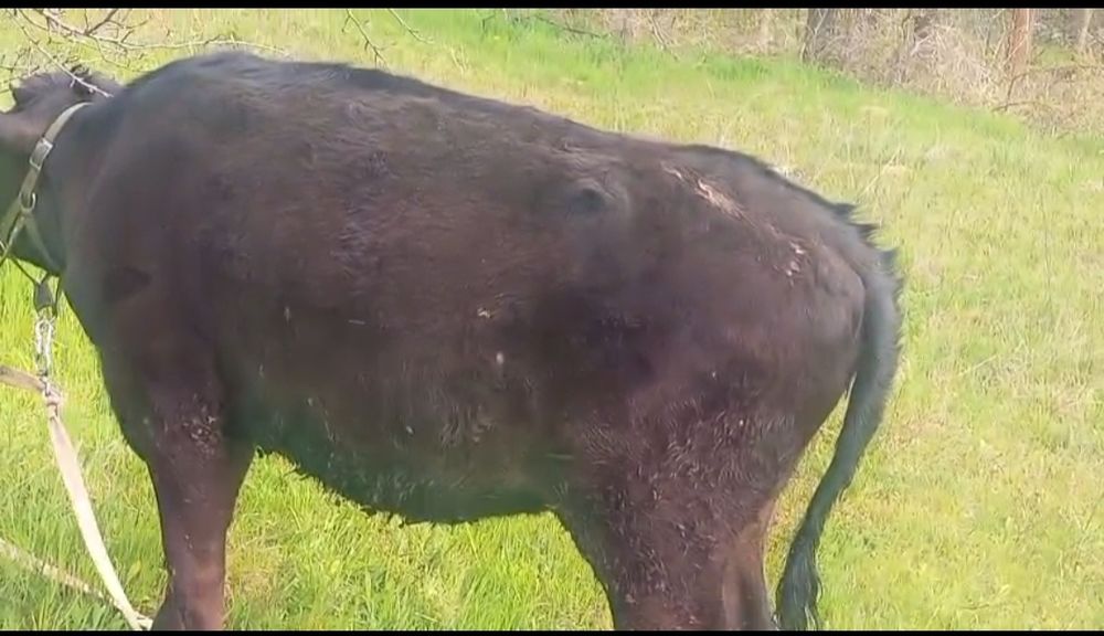 Vând o junica și un junc de 8 luni se pot vinde și separat