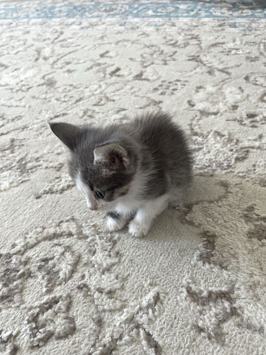Котик в хорошие руки