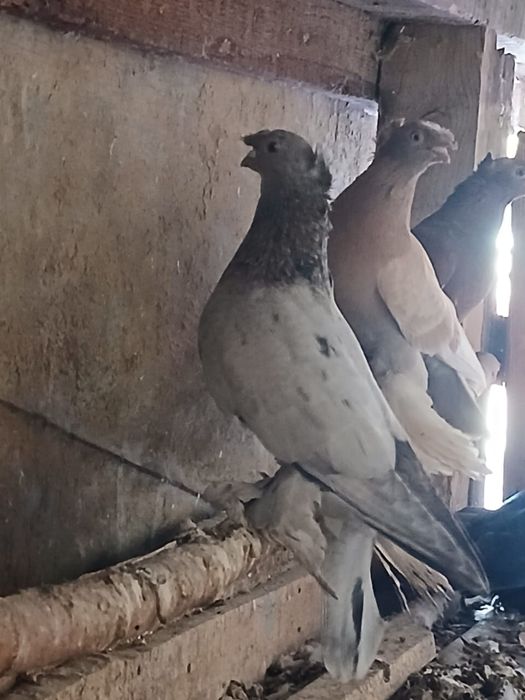 Продам голубей хорошие