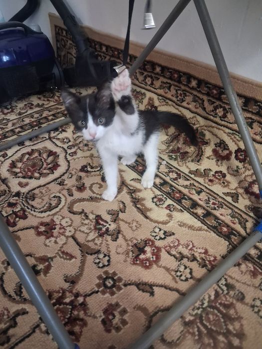 Отдам котёнка в добрые руки