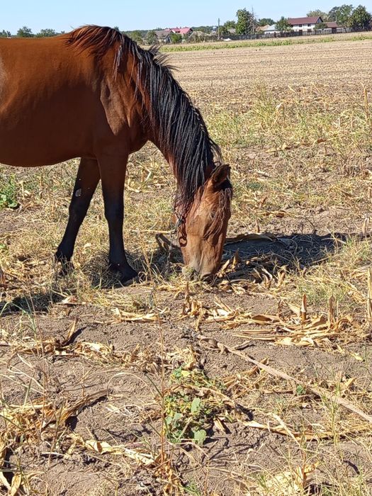 Iapa de vânzare tânără