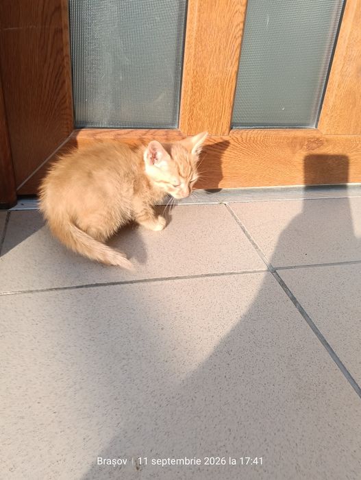 Donez pisoi au 5-6 saptamani