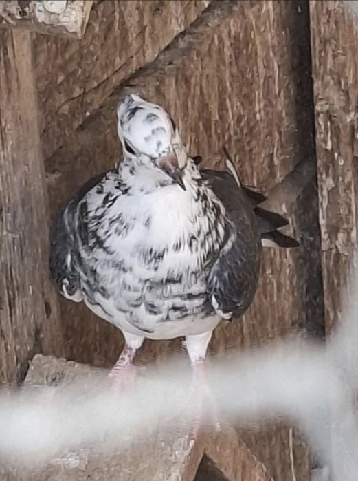 Porumbei de ornament