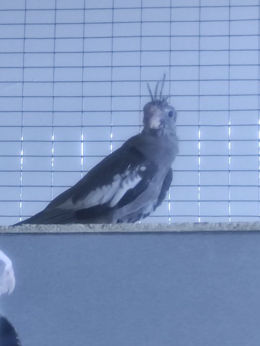 Корелла безщекая