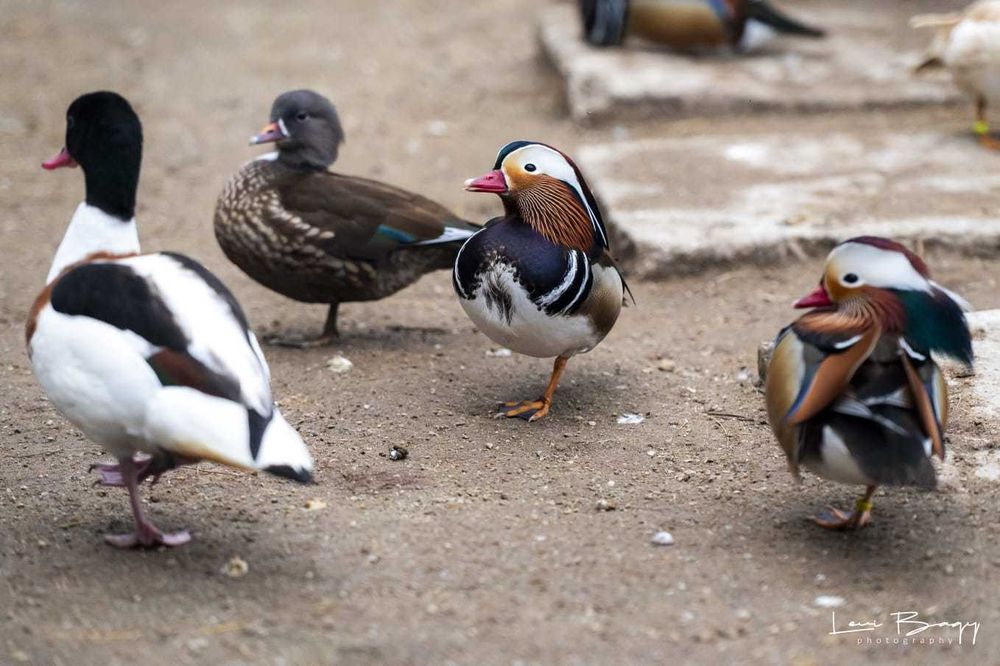 Vând Rațe exotice, de ornament, gâște, lebede