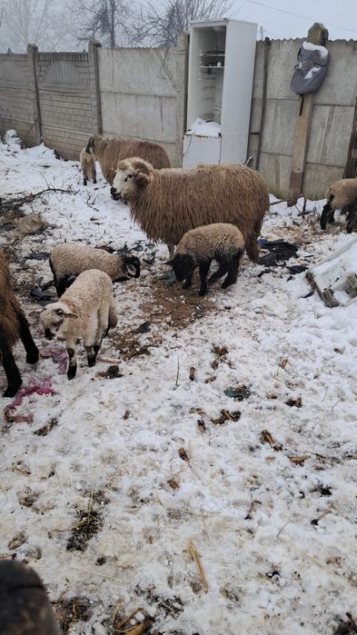 Disponibile 23 oi cu miei