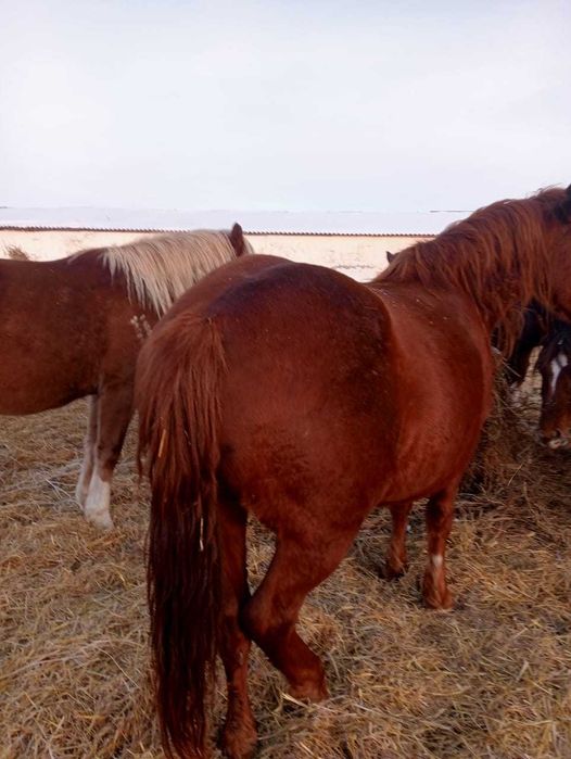 Кобылка на продажу