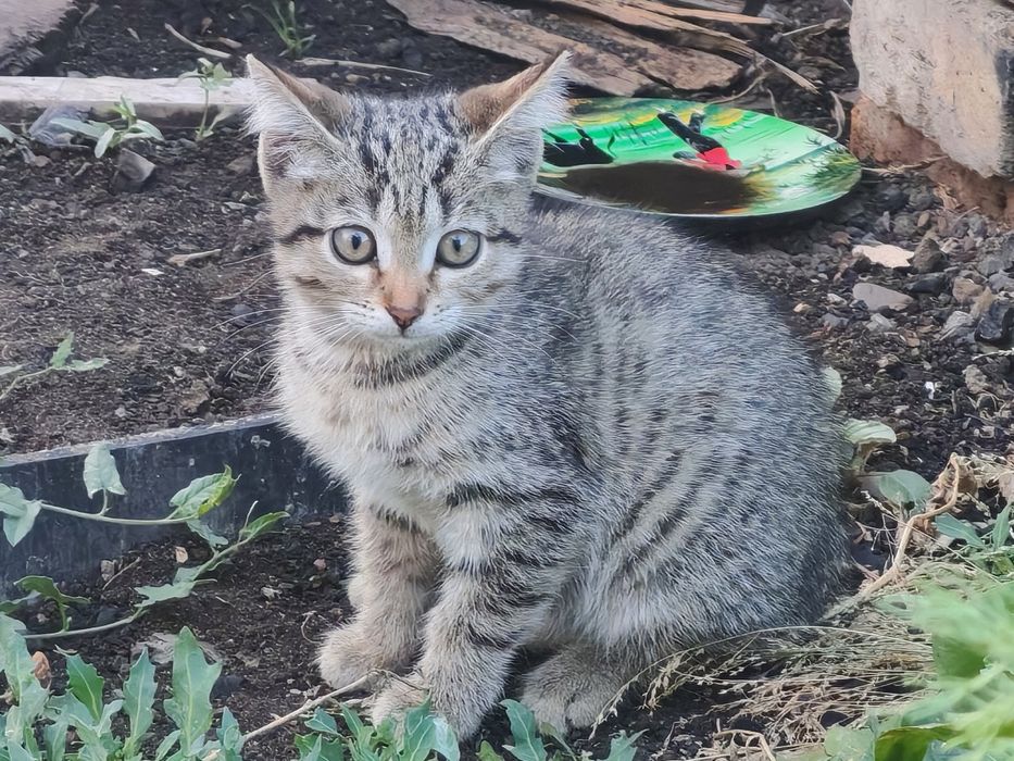 Дарю котёнка с ДОСТАВКОЙ
