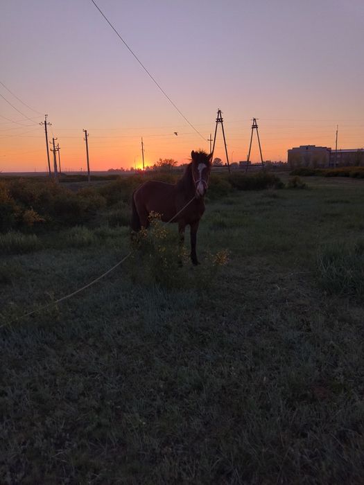Айғыр сатылады...