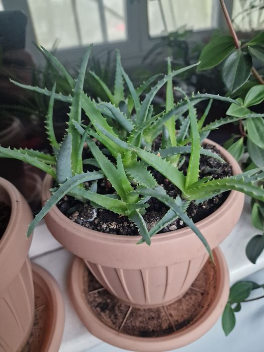 Ghivece Aloe Vera