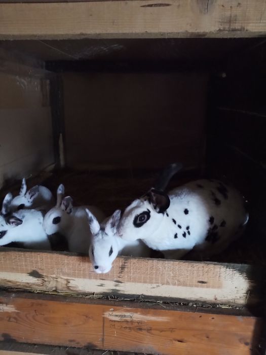 Iepurași rex sau maturi