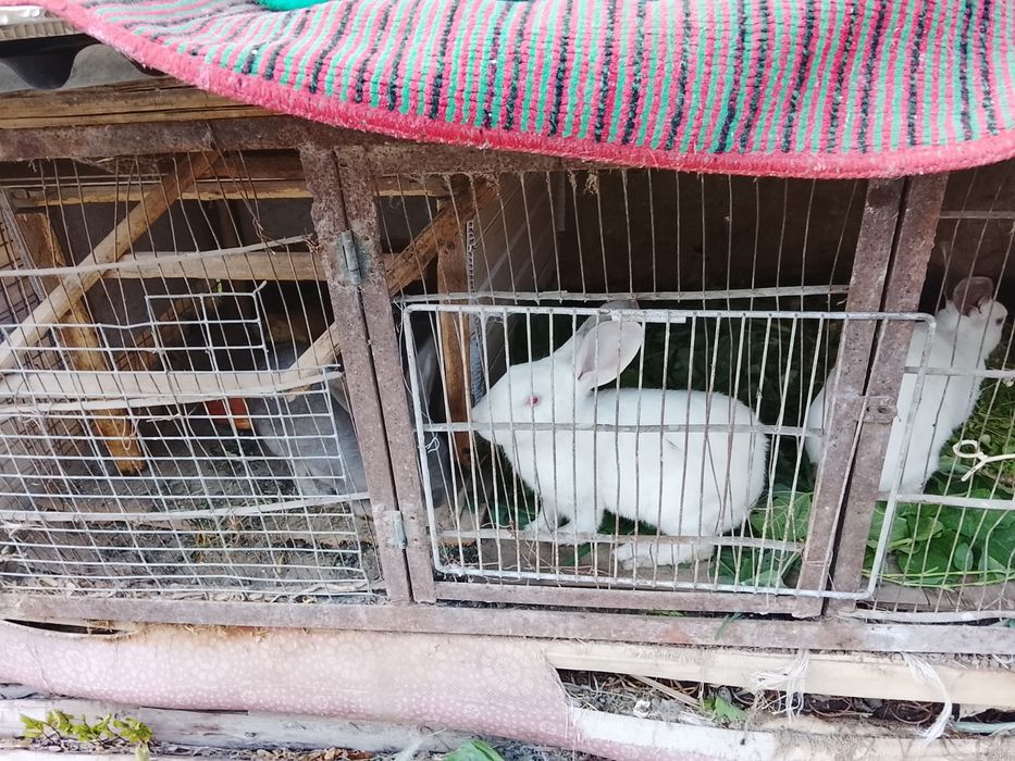 Продам кроликов срочно