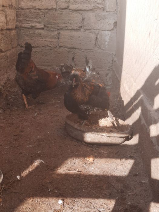 Петух/ Әтеш сатылады