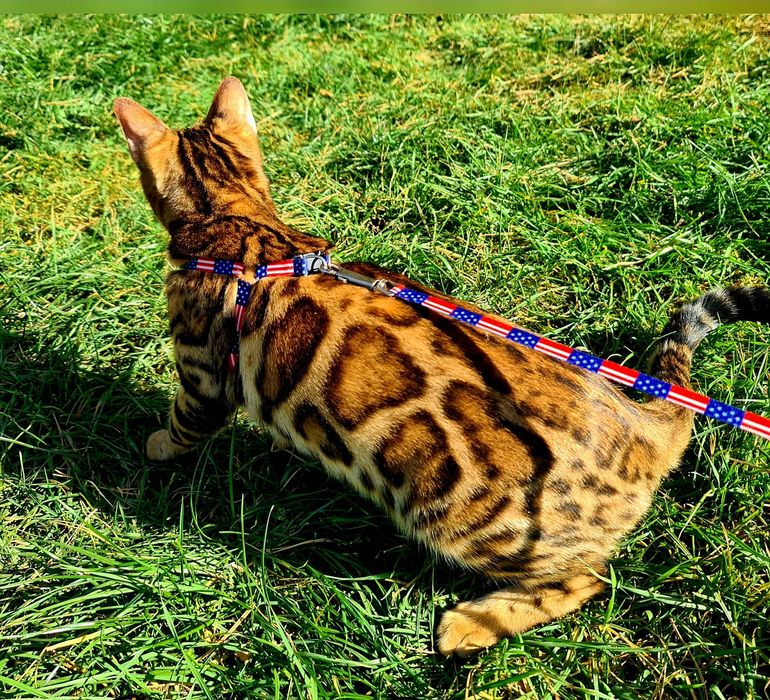 Бенгальские кошечки. Свободны только две!!
