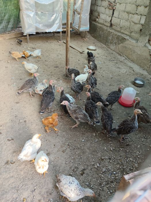 Pui de curca românească