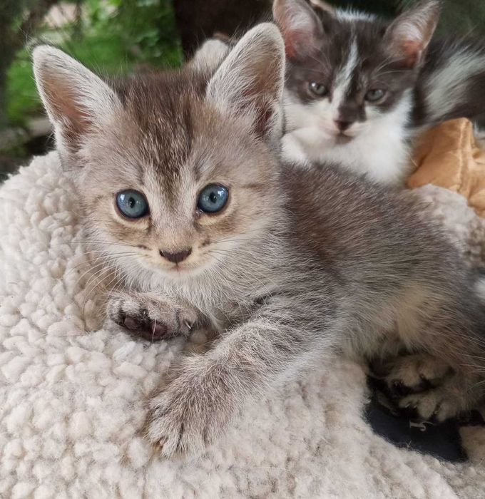 Отдаю очаровательных котят