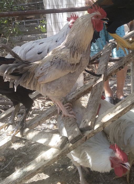 Голландские петухи