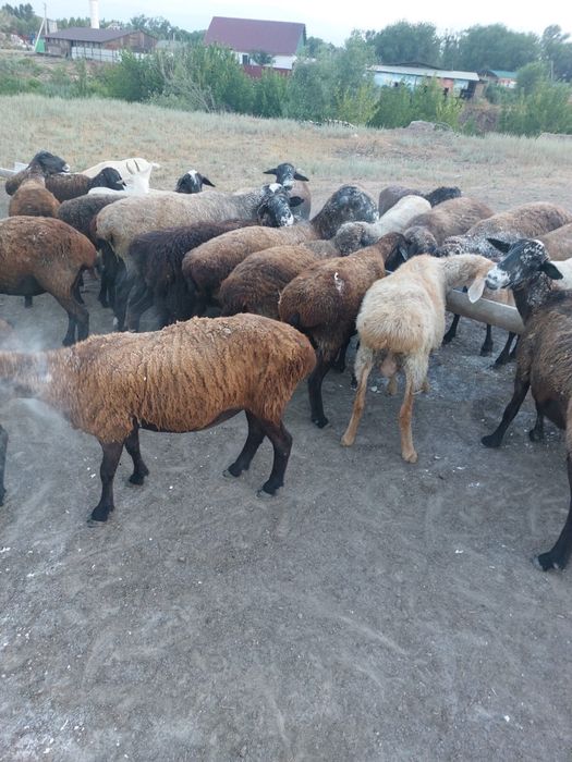 Продам баранов и овец