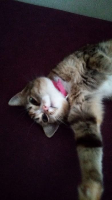 Отдам даром кошку 4года