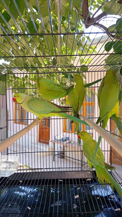 Ожереловый попугай Взрослый пара.