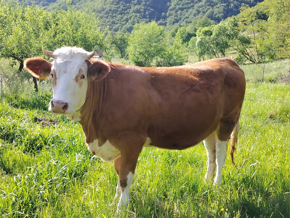 Vând junincă! Afăta!