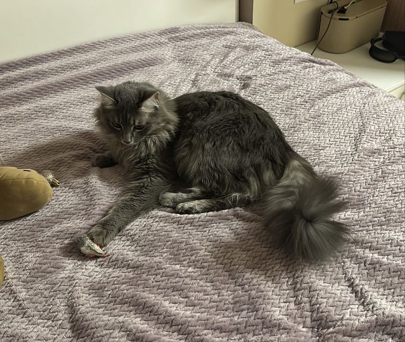 Кошка, помесь Мейн-кун