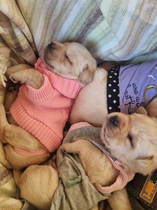 Лабрадор / Лабрадори