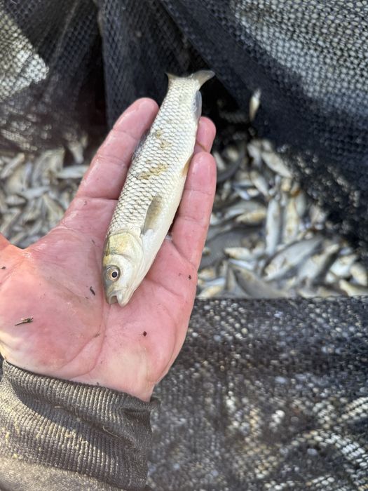 Малек сазана карпа и амура