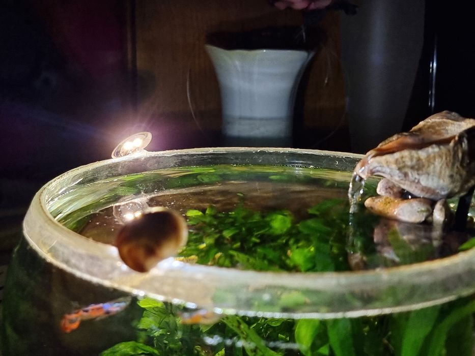 Bol cu filtru,fumina,plante,pesti