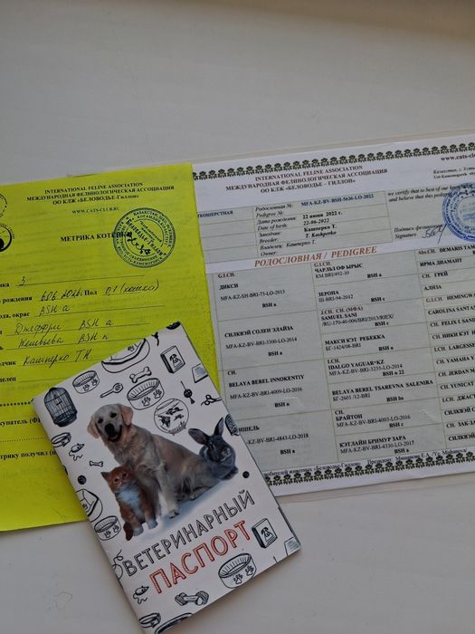 Британочка с документами
