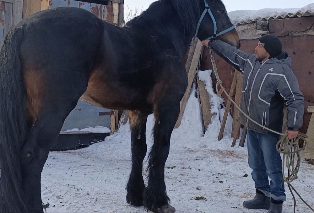 Продам кабылку жеребую